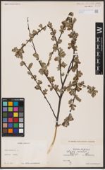 Foto von Salix aurita L.